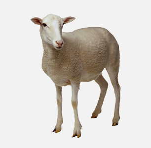 Sheep Mid